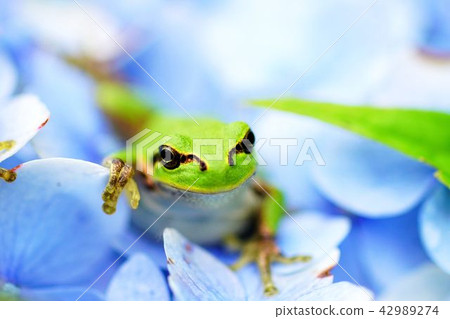 Hydrangea and frog Hydrangea and frog 42989274