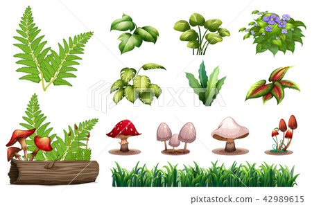 Set of forest plants 42989615