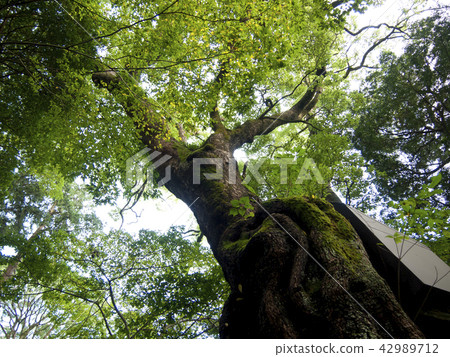小宮神社大津自然紀念碑 小宮神社大津自然紀念碑 42989712