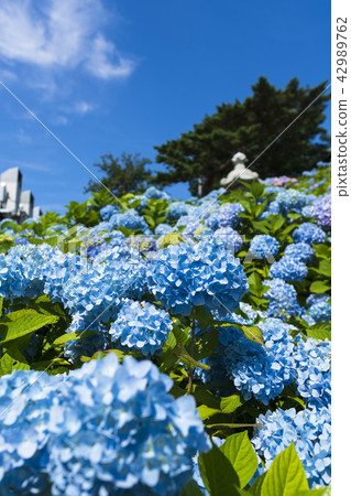 Hydrangea in full bloom 42989762