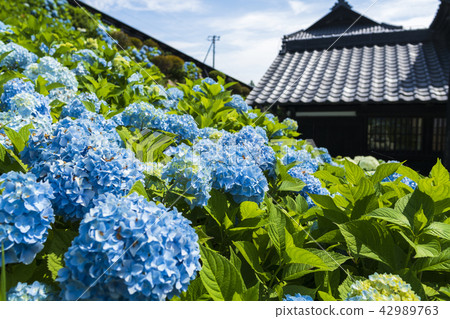 盛開的繡球花 42989763