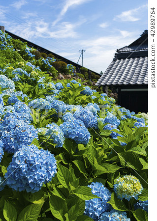 盛開的繡球花 42989764