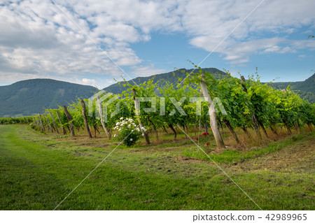 Vineyard in summer morning, grape vines planted in rows, Europe Vineyard in summer morning, grape vines planted in rows, Europe 42989965