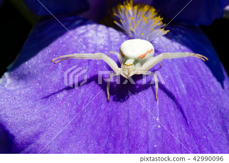 Macro Closeup of a white crab spider preying on insects on blue Bearded iris, Iris Barbata 42990096