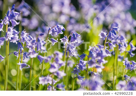 發光的trellannin花在光亮的光的 發光的trellannin花在光亮的光的 42990228