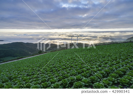 大白菜領域,渦輪,Mabongsan風力發電廠,Mabongsan,Taebaek市,江原道 大白菜領域,渦輪,Mabongsan風力發電廠,Mabongsan,Taebaek市,江原道 42990341