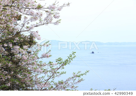 櫻花和大海 櫻花和大海 42990349