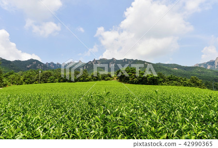 綠茶田，Wolchulsan，Kangjin-dawon，Kangjin-gun，全南 42990365