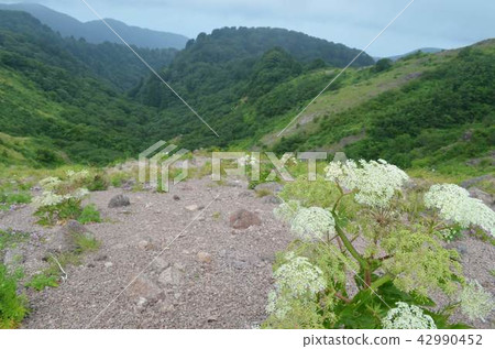 Miyamatokou盛開在高山 Miyamatokou盛開在高山 42990452