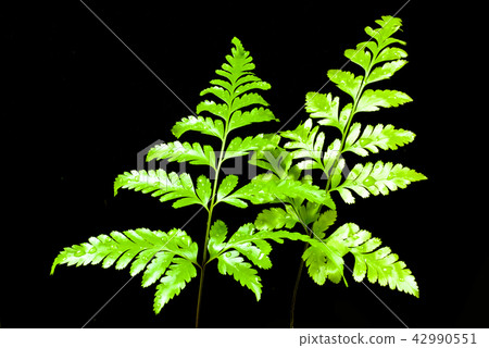 Freshness Green leaf of Fern Freshness Green leaf of Fern 42990551