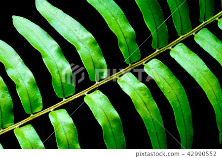 Freshness Green leaf of Fern Freshness Green leaf of Fern 42990552