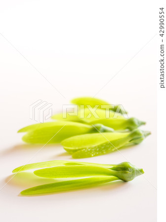 Fragile wing and young seed of White Meranti 42990554