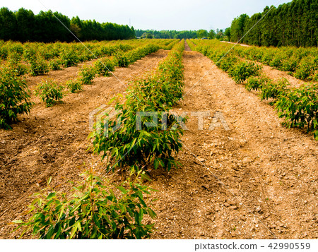 Row of Eucalyptus tree in the farm Row of Eucalyptus tree in the farm 42990559