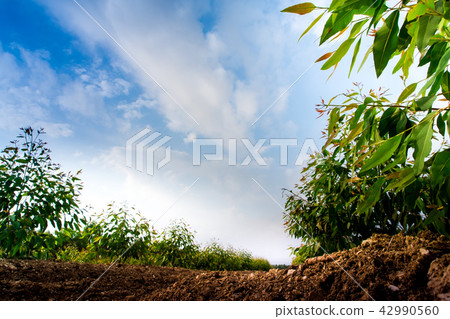 Row of Eucalyptus tree in the farm Row of Eucalyptus tree in the farm 42990560