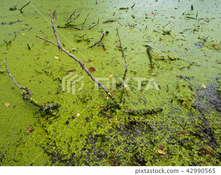 Freshness Green Duckweed Freshness Green Duckweed 42990565