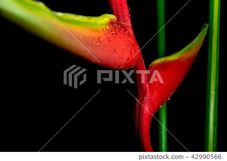 Hanging lobster claws in black background Hanging lobster claws in black background 42990566