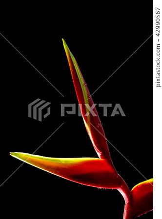 Hanging lobster claws in black background 42990567