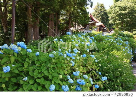 更高的Genresi繡球寺 42990950