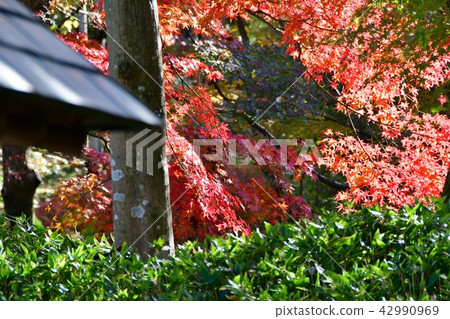 Autumn swan garden Autumn swan garden 42990969