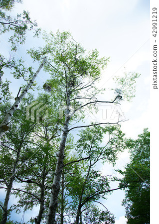 White birch trees and mistletoe in Hachimantai 42991219
