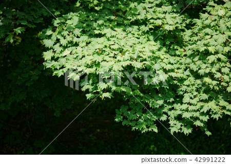 Hauchiwakaede Hachimantai City, Iwate Prefecture Hauchiwakaede Hachimantai City, Iwate Prefecture 42991222