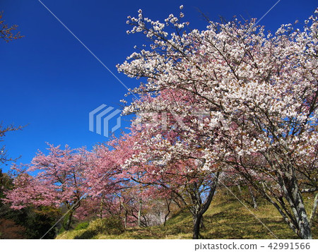 Myokoyama Sakura沒有佐藤 42991566