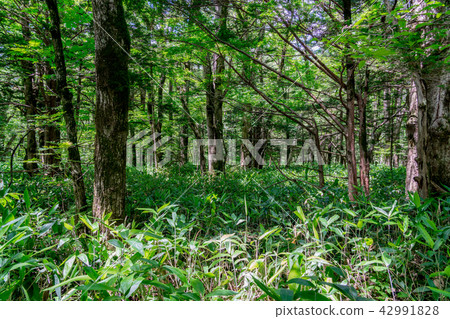 New green image 42991828