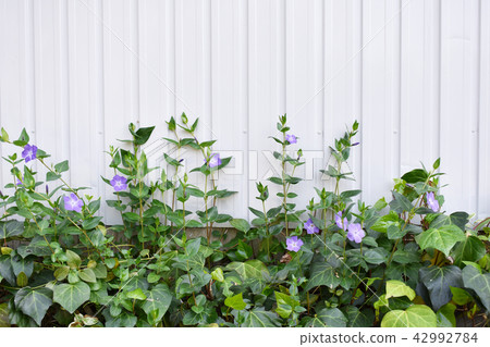 Tsunnichinitis ivy ivy (1) Tsunnichinitis ivy ivy (1) 42992784