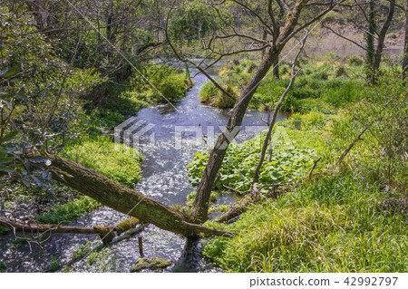 Kasudagawa spring spring park in Shizuoka prefecture Sunto-gun 100 namespace Kasudagawa spring spring park in Shizuoka prefecture Sunto-gun 100 namespace 42992797