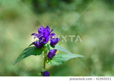 Campanula glomerata flower Campanula glomerata flower 42993031