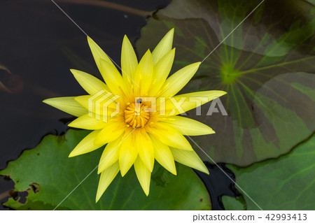 Beautiful yellow lotus Beautiful yellow lotus 42993413