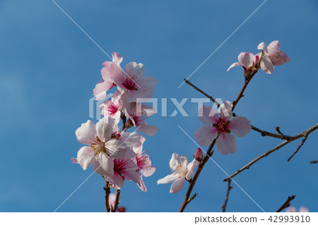 Almond flowers Flowers resembling cherry blossoms 42993910