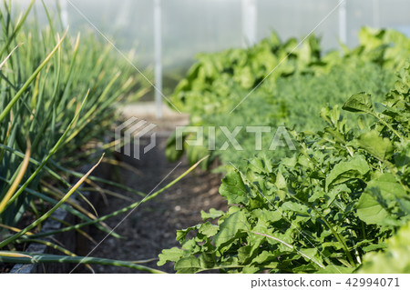 closeup of onion plantation in the vegetable garden 42994071