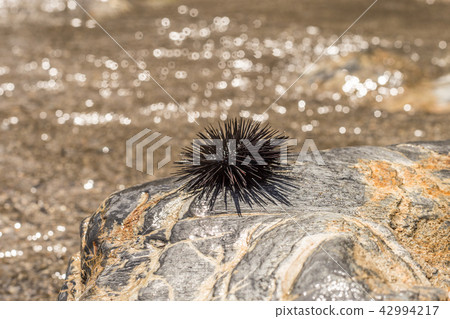 Sea Urchin on Rock Near Ocean Background Sea Urchin on Rock Near Ocean Background 42994217