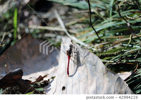 Red dragonfly that rests feathers Red dragonfly that rests feathers 42994219