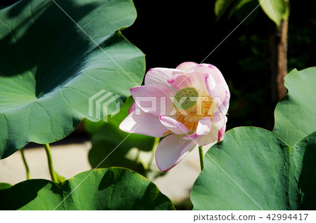 Lotus flower  42994417