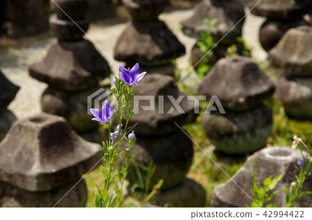 Bellflower 42994422