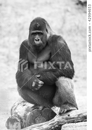 gorilla, silver back 42994653