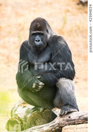 gorilla, silver back 42994654