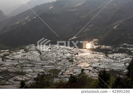 Motoyang, Aged Tiger Beak, Rice Terrace 42995280