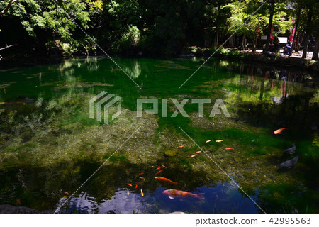 我去了Atoihara Benten Pond＃29 42995563