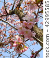 Bibai City Toinake Park Sakura 42995585