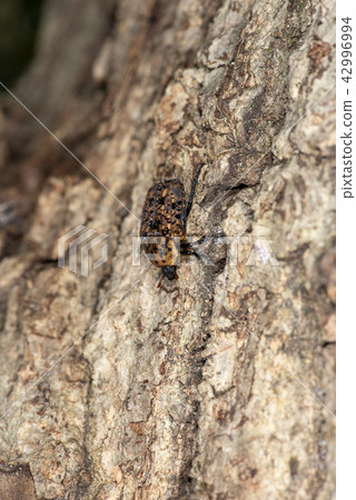 Akamadara Kohane Akamadara Kohane 42996994