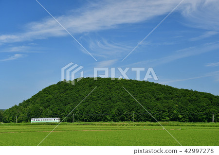 Rice field and blue sky and train Rice field and blue sky and train 42997278