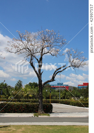 聖誕老人Efihenia公墓花 42997557