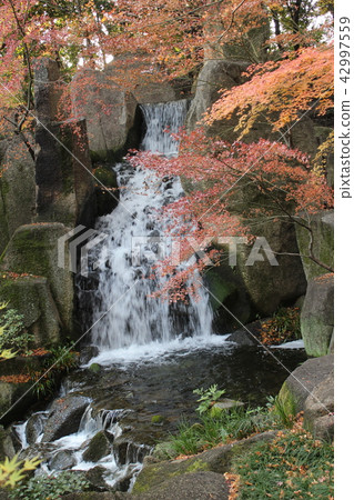 瀑布和楓樹 42997559