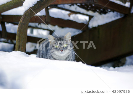 Beautiful wary fluffy gray cat sitting in snow Beautiful wary fluffy gray cat sitting in snow 42997926