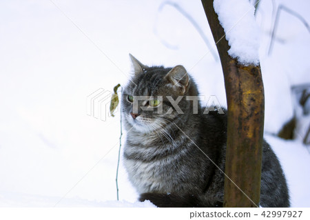 Beautiful fluffy gray cat sitting in snow Beautiful fluffy gray cat sitting in snow 42997927