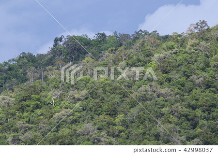 forest in thailand forest in thailand 42998037