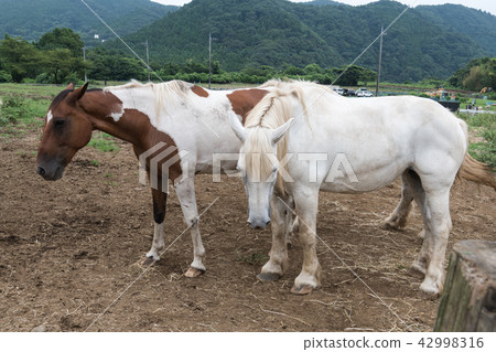 Horse Horse 42998316